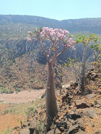 Socotra Desert Rose